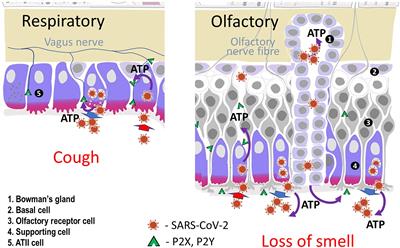 Follow Your Nose: A Key Clue to Understanding and Treating COVID-19
